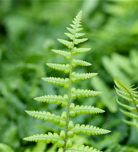 Dryopteris affinis