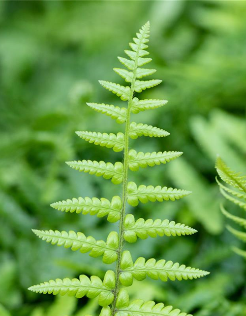 Dryopteris affinis