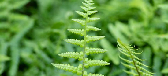 Dryopteris affinis