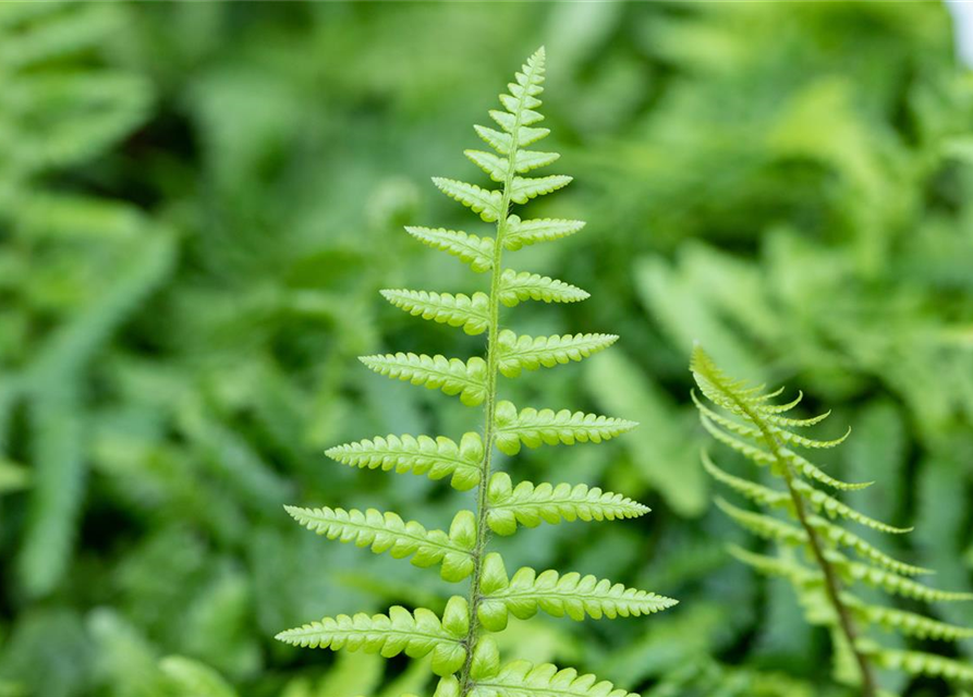 Dryopteris affinis