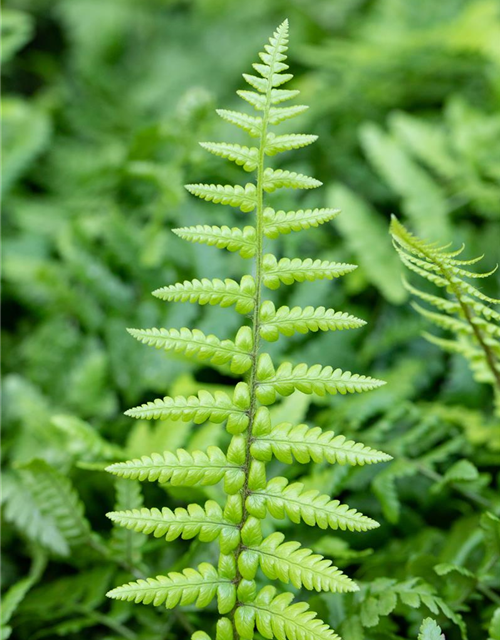 Dryopteris affinis