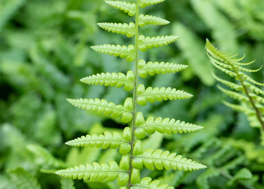 Dryopteris affinis