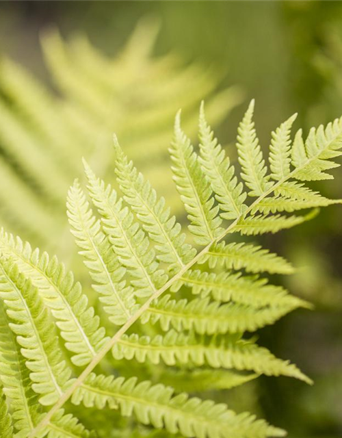 Dryopteris affinis