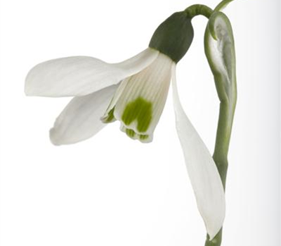 Galanthus nivalis