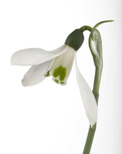 Galanthus nivalis