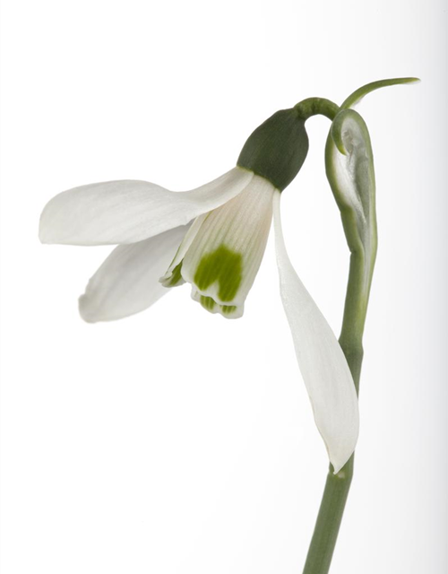 Galanthus nivalis