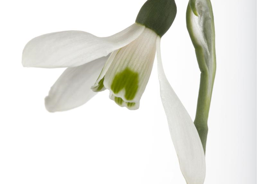 Galanthus nivalis