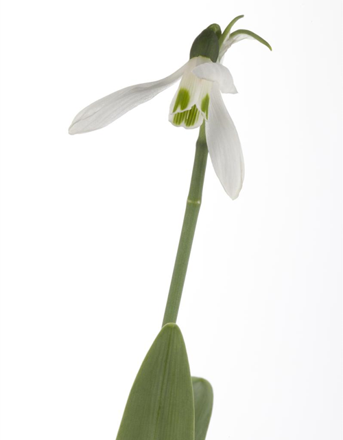 Galanthus nivalis