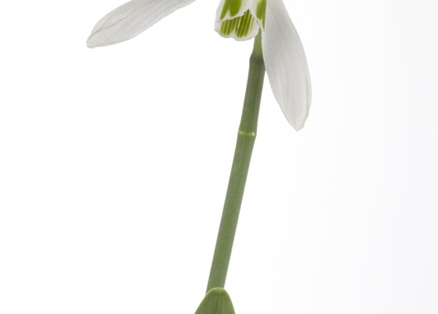 Galanthus nivalis