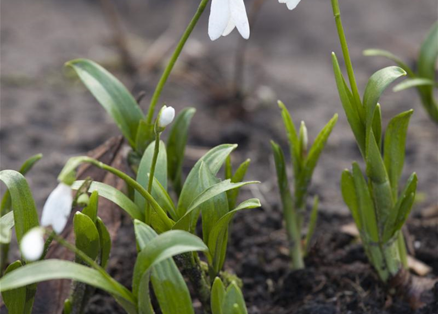 Galanthus nivalis