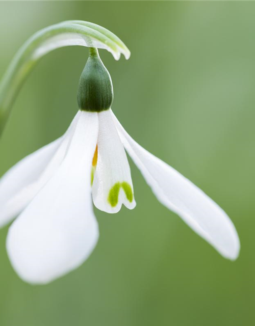 Galanthus nivalis