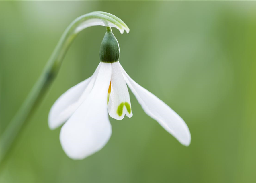 Galanthus nivalis