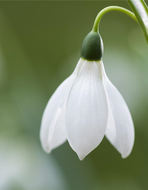 Galanthus nivalis