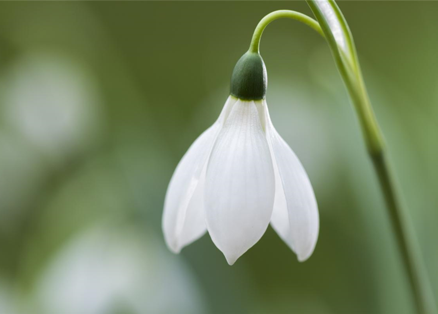 Galanthus nivalis