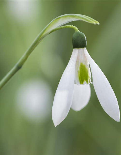 Galanthus nivalis