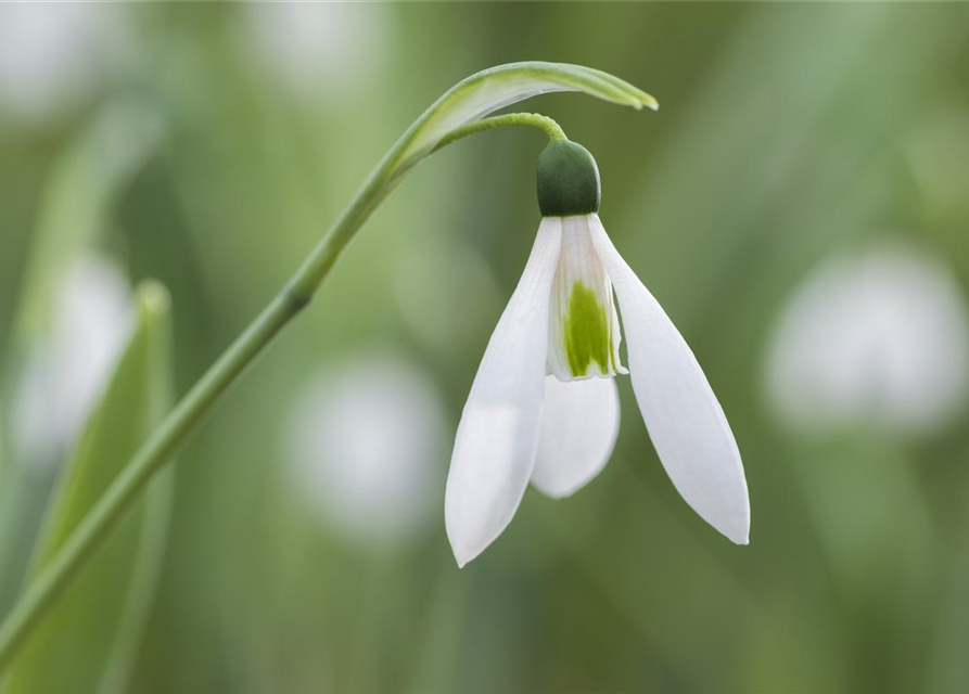 Galanthus nivalis