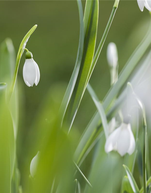 Galanthus nivalis