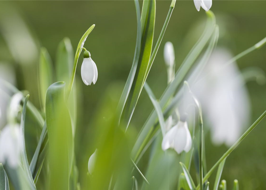 Galanthus nivalis