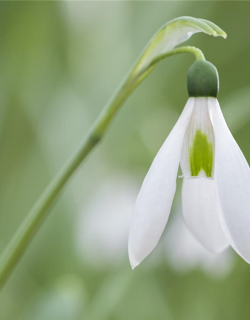 Galanthus nivalis