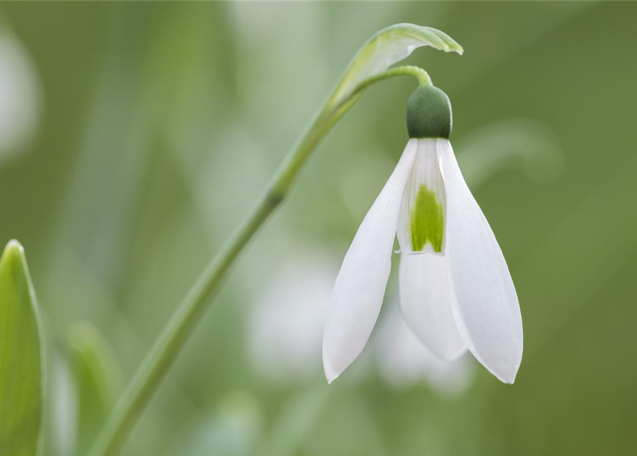 Galanthus nivalis