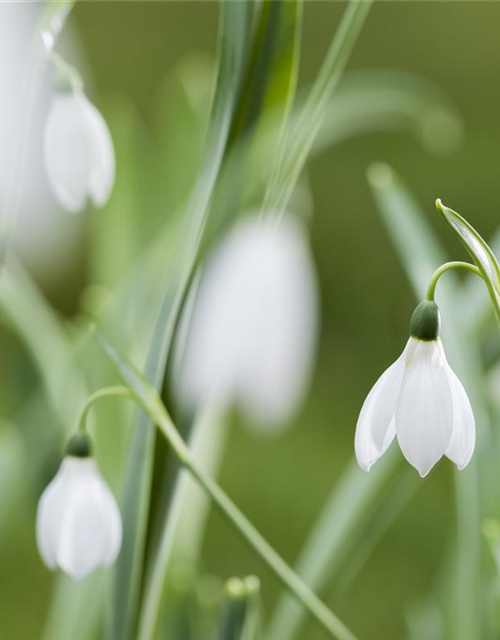 Galanthus nivalis