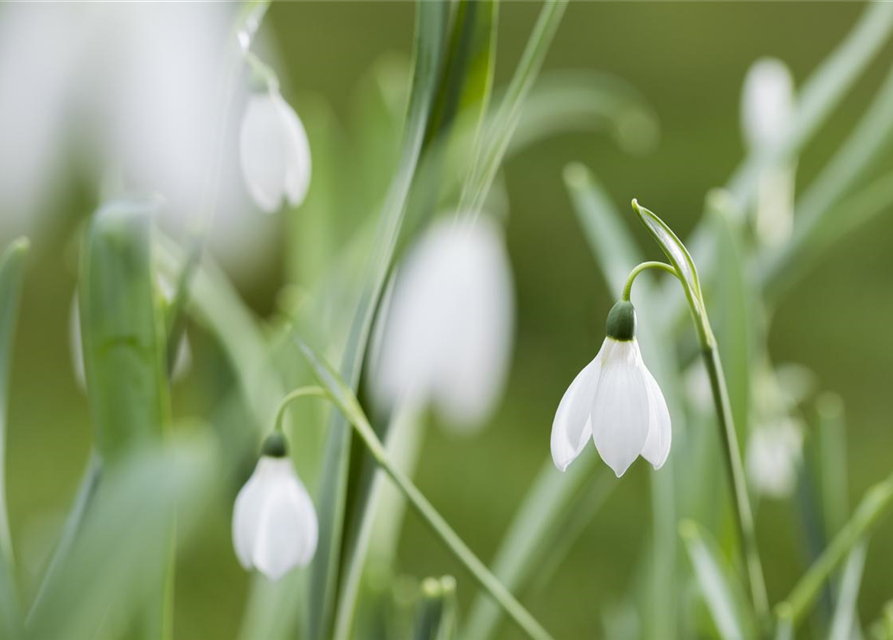 Galanthus nivalis