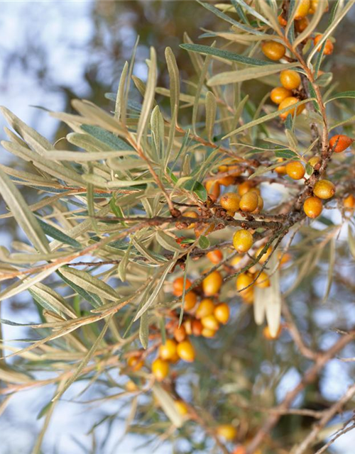 Hippophae rhamnoides