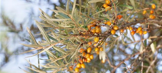 Hippophae rhamnoides