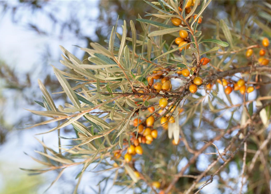 Hippophae rhamnoides