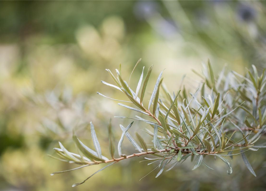 Hippophae rhamnoides