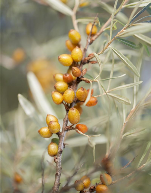 Hippophae rhamnoides