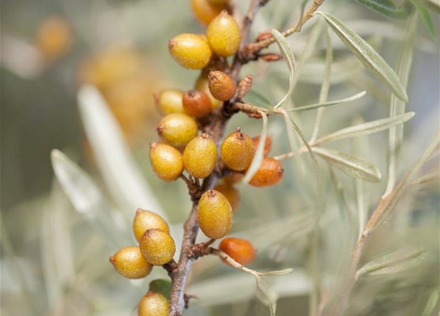 Hippophae rhamnoides