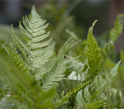 Dryopteris erythrosora