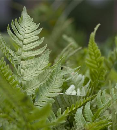 Dryopteris erythrosora