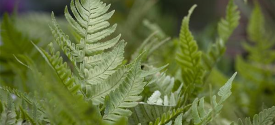 Dryopteris erythrosora