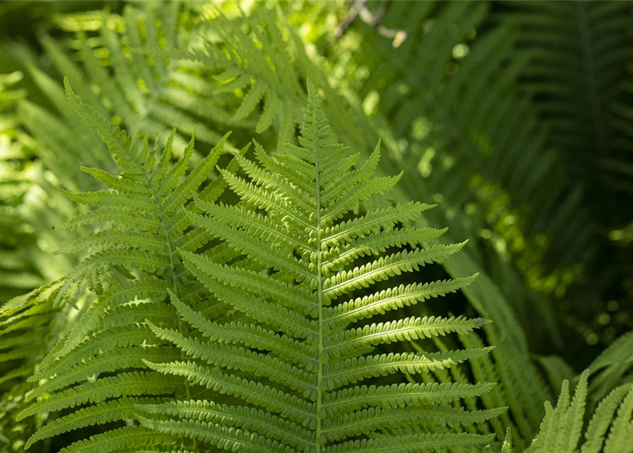 Dryopteris erythrosora