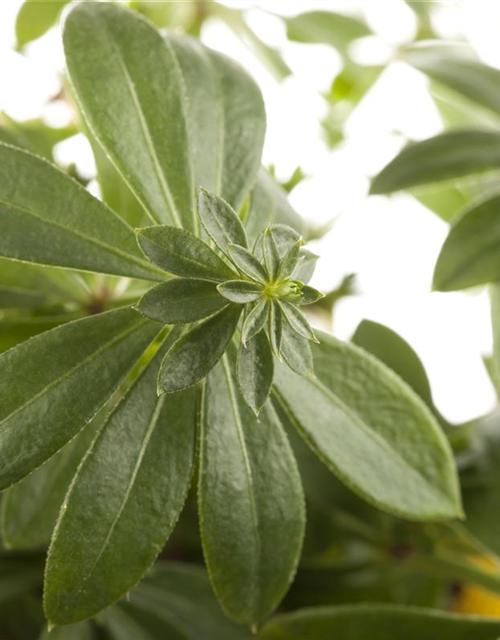 Galium odoratum