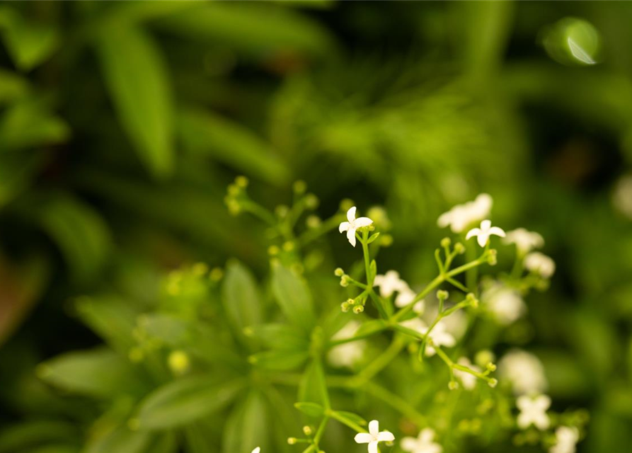 Galium odoratum