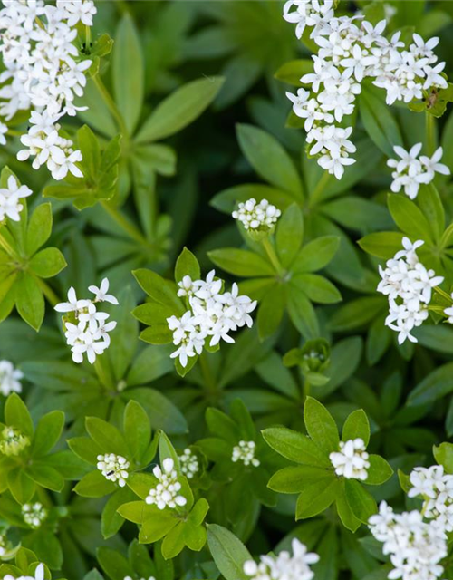 Galium odoratum