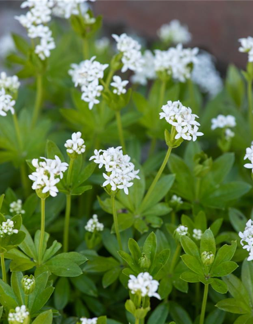 Galium odoratum