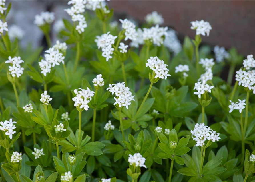 Galium odoratum