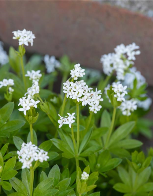 Galium odoratum