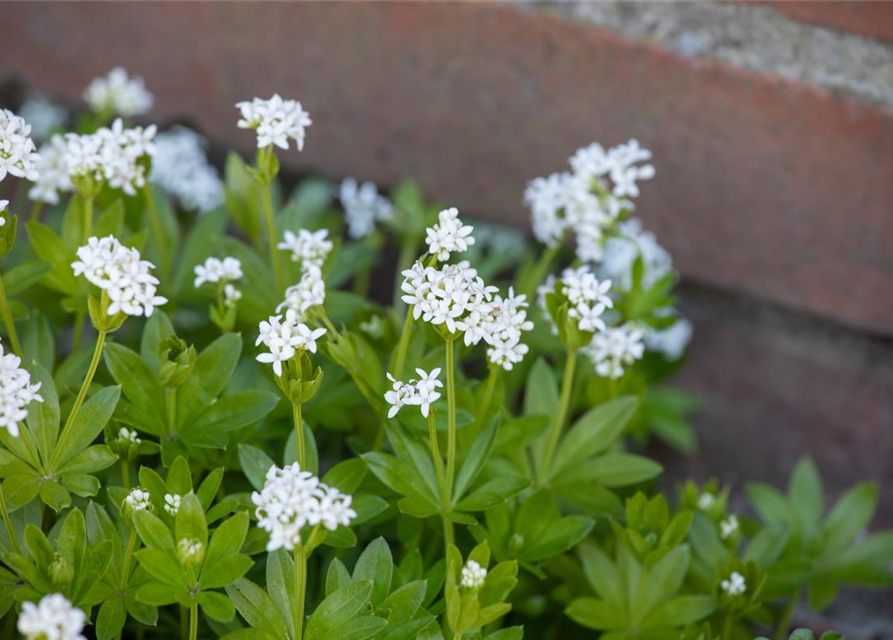 Galium odoratum