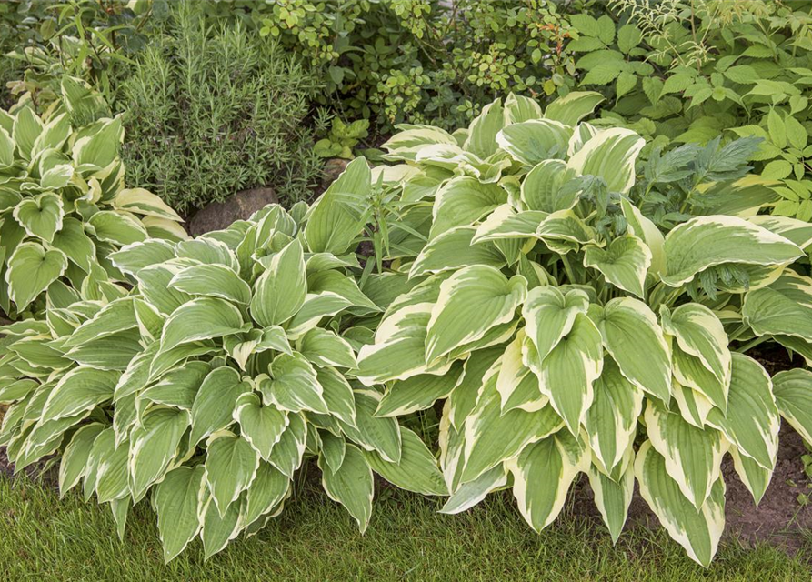 Hosta sieboldii