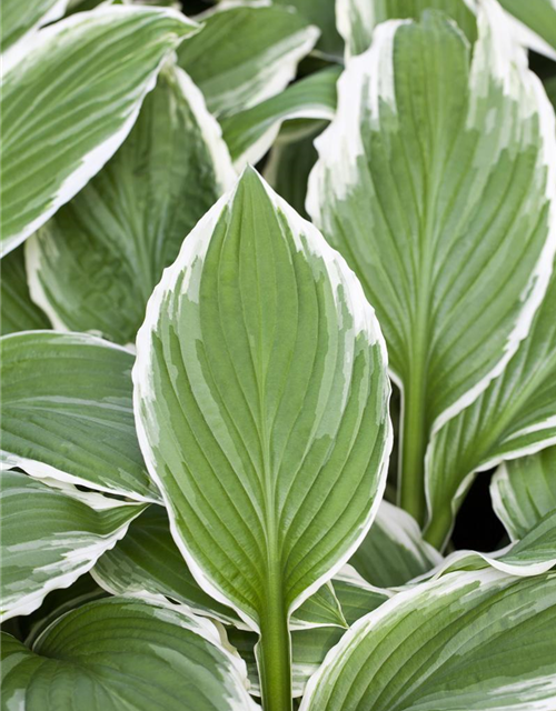 Hosta sieboldii