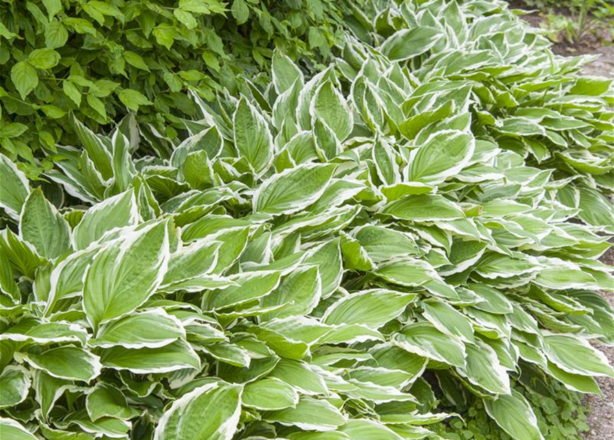 Hosta sieboldii