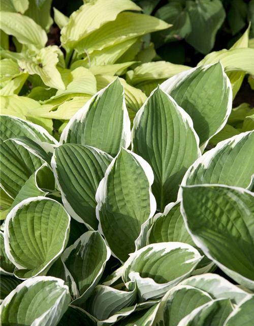 Hosta sieboldii