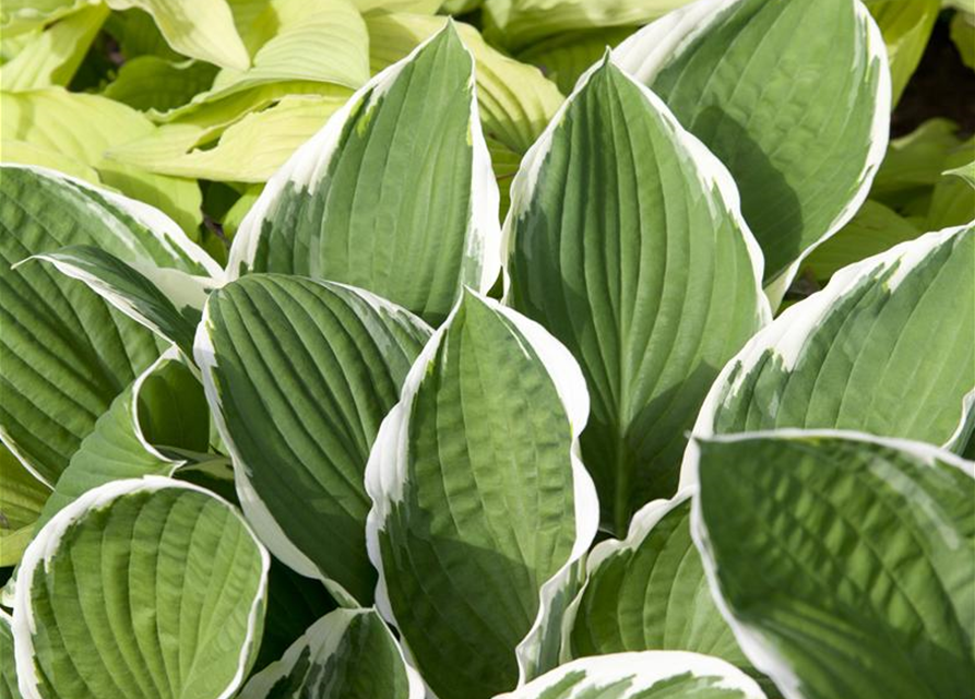 Hosta sieboldii