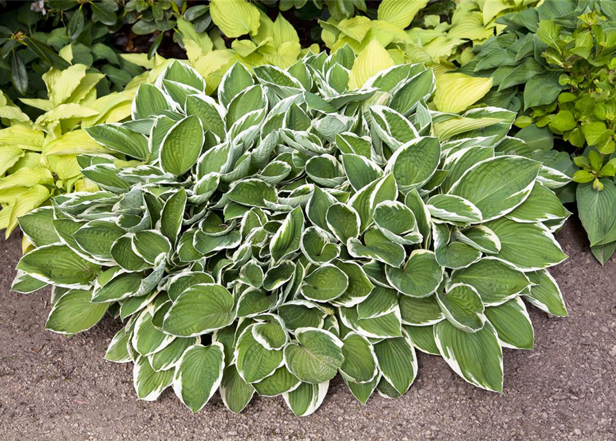 Hosta sieboldii