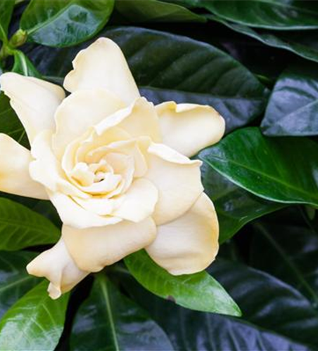 Gardenia jasminoides